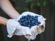 deluxe blueberries off the bush are waiting to be picked at the blueberry hill fields during an original orlando tours visit