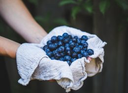 deluxe blueberries off the bush are waiting to be picked at the blueberry hill fields during an original orlando tours visit