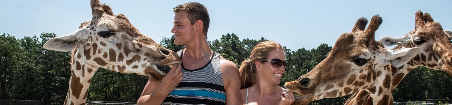 a family enjoys the giraffes at the Central Florida Zoo during an original orlando tours