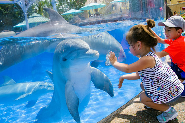 kids trying to pet dolphins at seaworld orlando while with a vip private guide during an original orlando tour