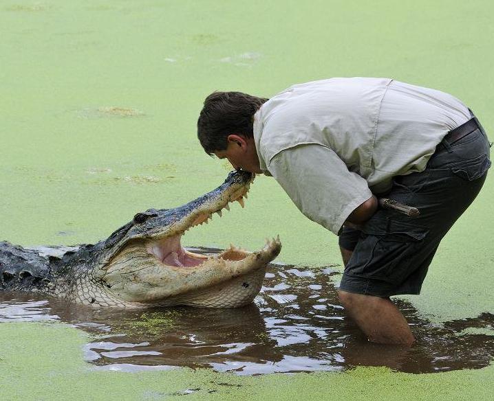 a man interacts with a wild gator at Jungle adventures during an original orlando tours visit to historic christmas florida