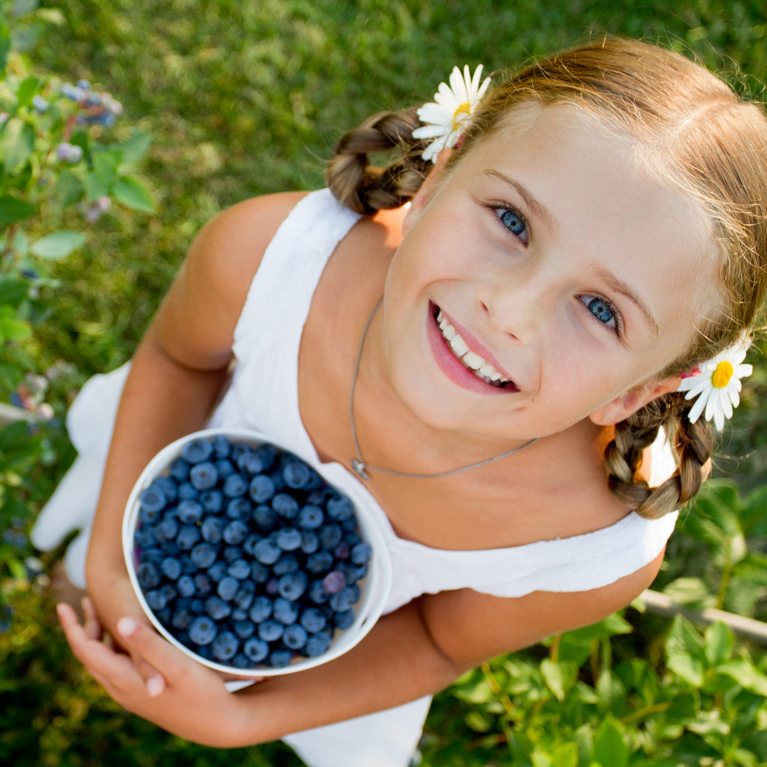 u-pick blueberries fresh off the bush can be picked at the blueberryhill fields during an original orlando tours visit