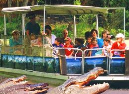 our guests go outside the tourist zone to see wild gators on the green river boat tour at Jungle adventures during an original orlando tours visit to historic christmas florida