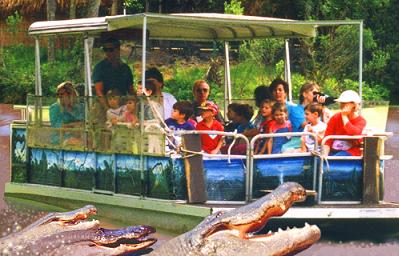 our guests go outside the tourist zone to see wild gators on the green river boat tour at Jungle adventures during an original orlando tours visit to historic christmas florida