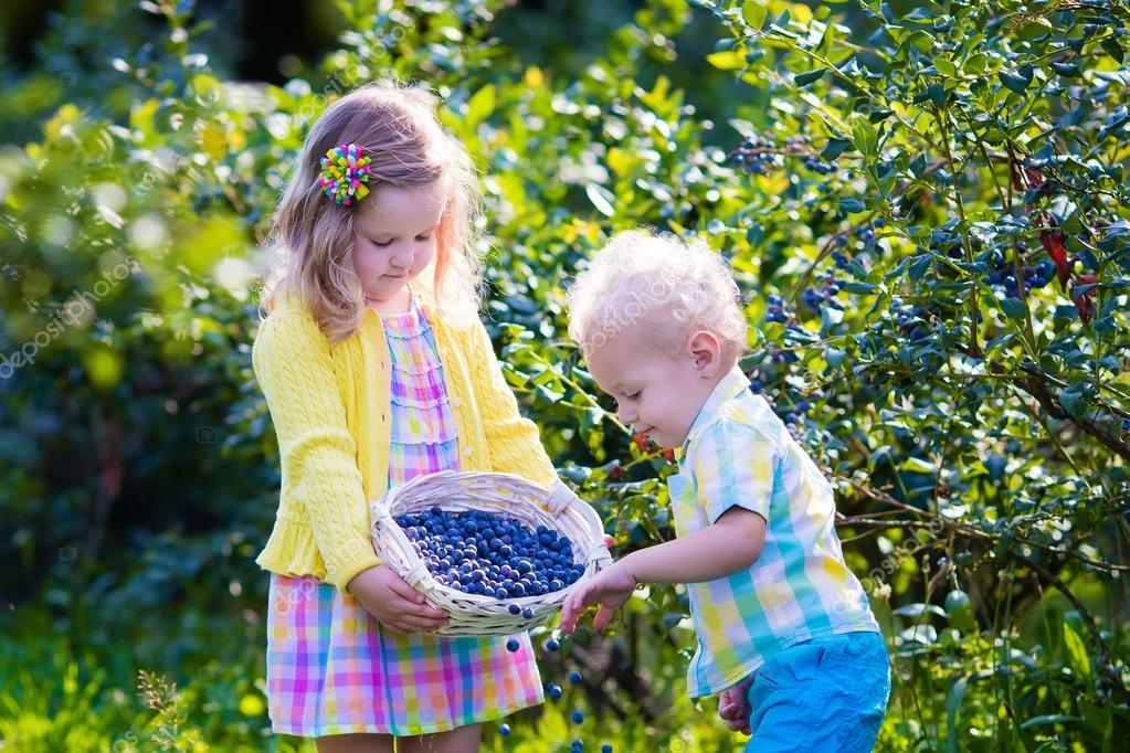 kids picking blueberries fresh off the bush can be picked at the blueberry hill fields during an original orlando tours visit