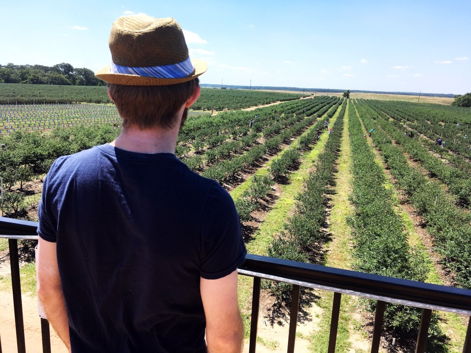 man gazing at blueberry hill fields during an original orlando tours visit