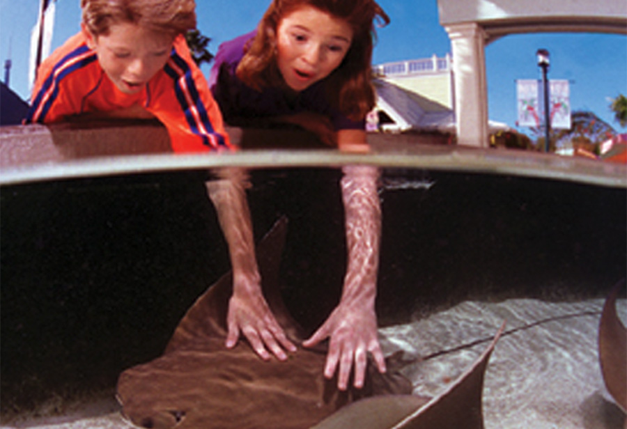 kids touching sting rays at seaworld orlando while with a vip private guide during an original orlando tour