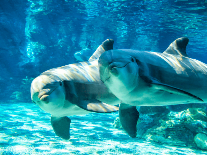 VIP Private Guide: SeaWorld Orlando Custom Tour - Image 2